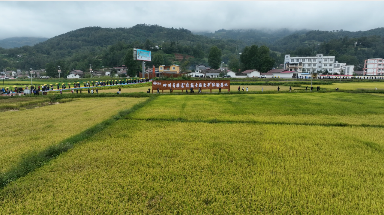 通道县播阳农场新项目，探索现代农业发展新篇章